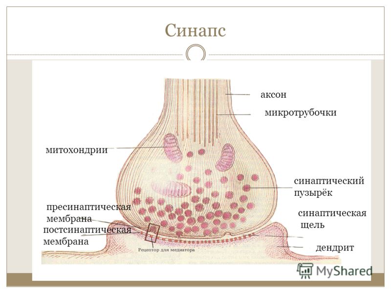 Схема строения синапса