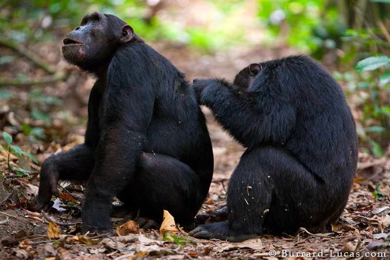 Альтруизм у шимпанзе