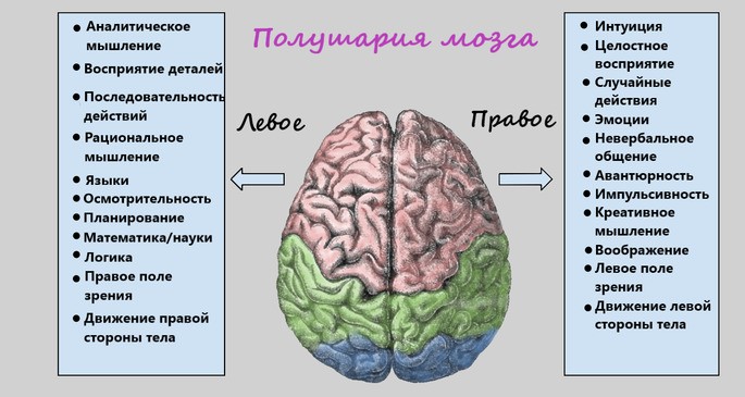 виды памяти полушария мозга
