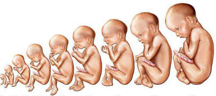 стадии развития эмбриона
