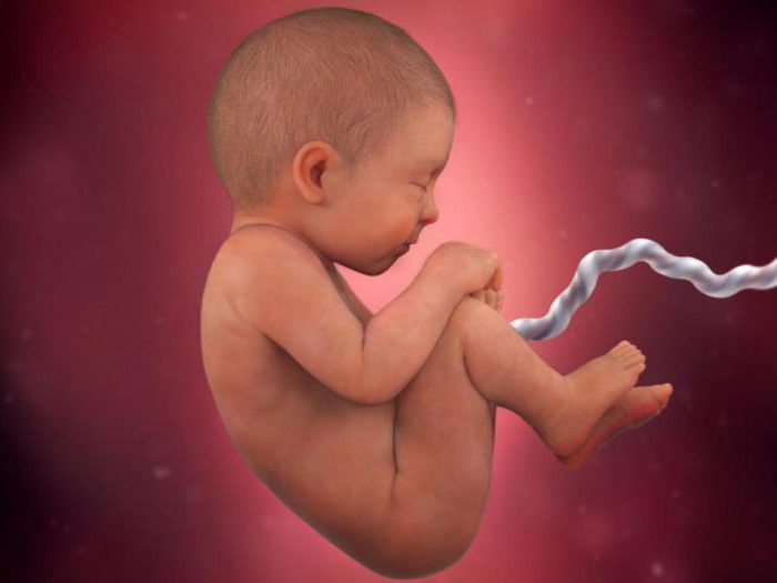 перенос эмбрионов