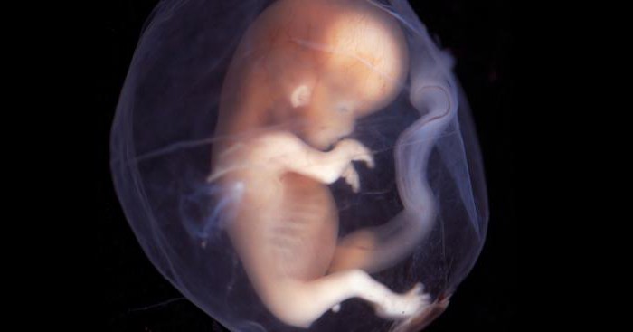 эмбриогенез человека