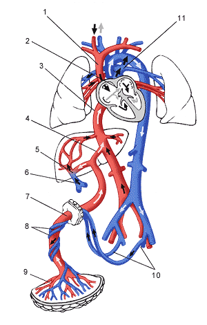 Схема циркуляции крови в организме плода