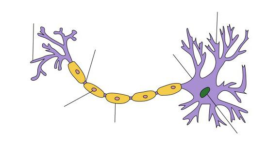 функции нервных клеток