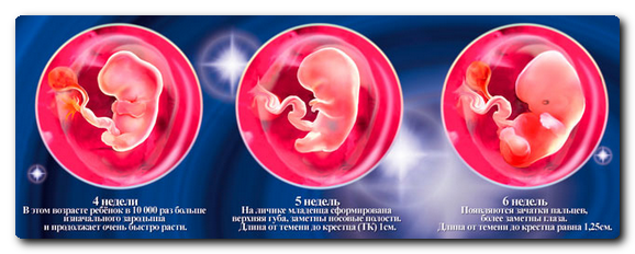 развитие эмбриона по неделям 4-5-6